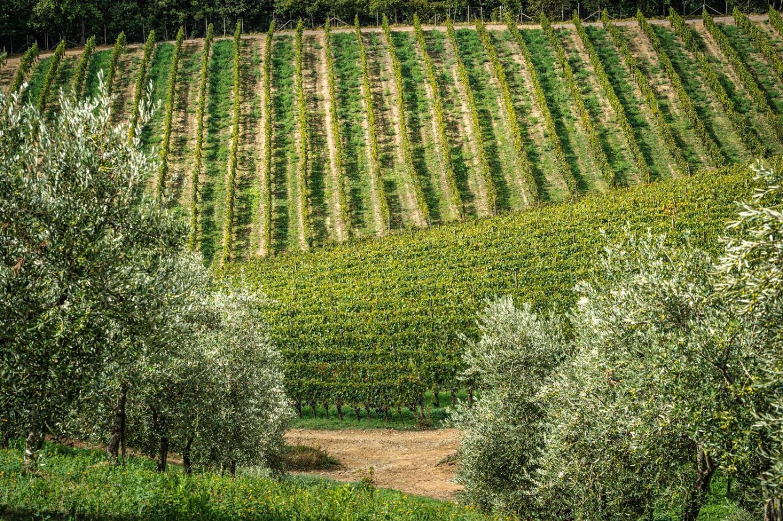 Le Ragnaie Villa Montalcino Exterior photo